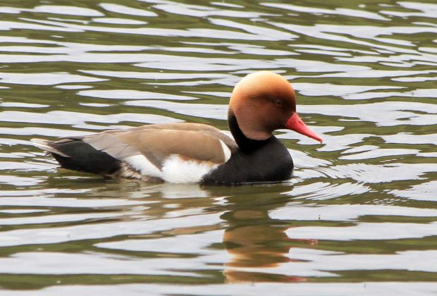 Eine männliche Kolbenente - Weiher des Affenberg Salem Eine männliche Kolbenente - Weiher des Affenberg Salem