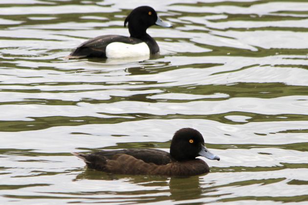 Ein Reiher-Enten Pärchen, vorn das Weibchen - Weiher des Affenberg Salem Ein Reiher-Enten Pärchen, vorn das Weibchen - Weiher des Affenberg Salem