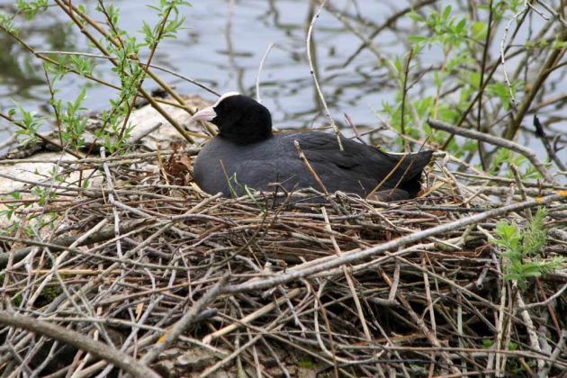 Brütendes Blässhuhn auf dem schwimmenden Reisig-Nest - Weiher des Affenberg Salem Brütendes Blässhuhn auf dem schwimmenden Reisig-Nest - Weiher des Affenberg Salem