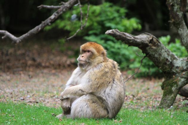 Affenberg Salem - Berberaffe im Freigelände Affenberg Salem - Berberaffe im Freigelände