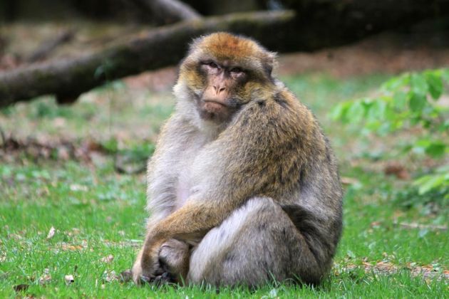 Affenberg Salem - Berberaffe im Freigelände Affenberg Salem - Berberaffe im Freigelände