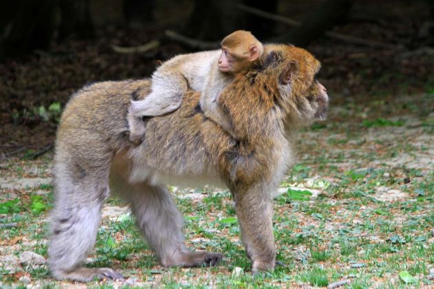 Affenberg Salem - Berberaffe mit Jungtier im Freigelände Affenberg Salem - Berberaffe mit Jungtier im Freigelände