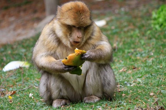 Affenberg Salem - Fütterung der Berberaffen im Freigelände Affenberg Salem - Fütterung der Berberaffen im Freigelände