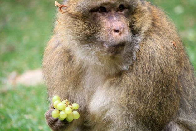 Affenberg Salem - Fütterung der Berberaffen im Freigelände Affenberg Salem - Fütterung der Berberaffen im Freigelände