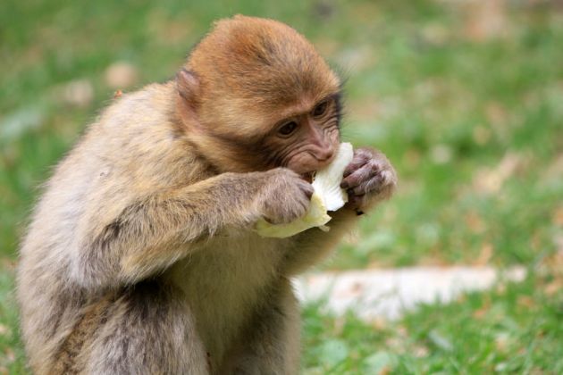 Affenberg Salem - Fütterung der Berberaffen im Freigelände Affenberg Salem - Fütterung der Berberaffen im Freigelände