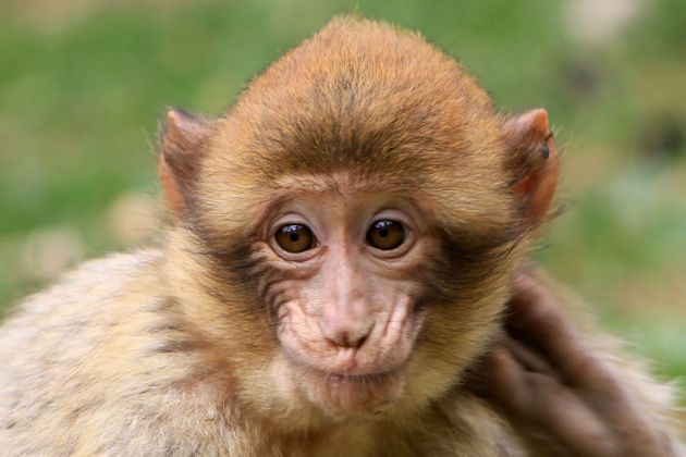 Affenberg Salem - junger Berberaffe Affenberg Salem - junger Berberaffe