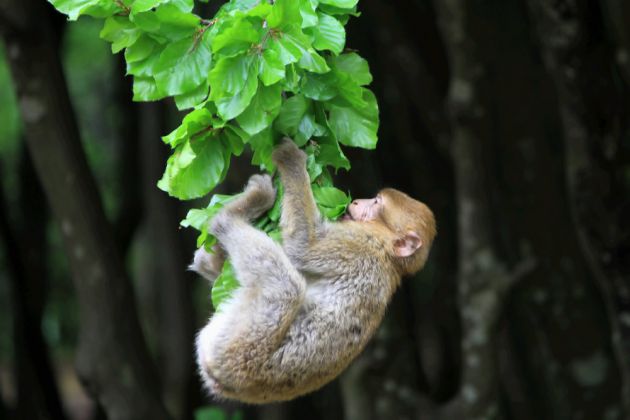 Affenberg Salem - Berberaffen-Baby Affenberg Salem - Berberaffen-Baby