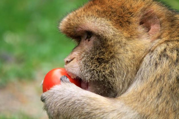 Affenberg Salem - Fütterung der Berberaffen im Freigelände Affenberg Salem - Fütterung der Berberaffen im Freigelände