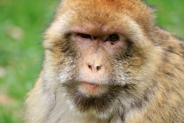 Berberaffe, Affenberg Salem Berberaffe, Affenberg Salem