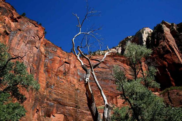 Riverside Walk Trail - Zion National Park, Utah Riverside Walk Trail - Zion National Park, Utah