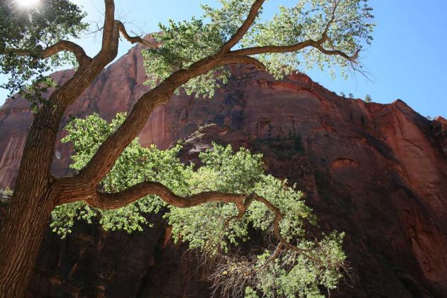 Riverside Walk Trail - Zion National Park, Utah Riverside Walk Trail - Zion National Park, Utah