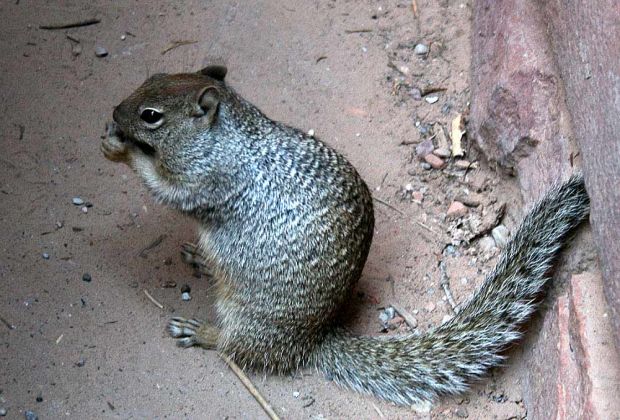 Squirrel im Zion National Park, Utah