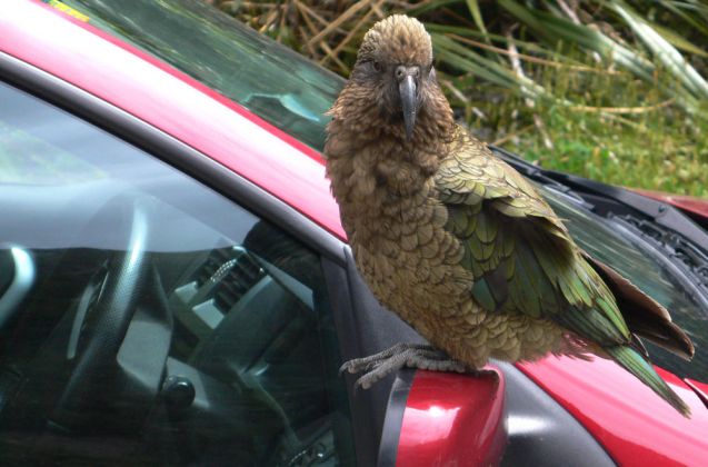 Ein Kea Berg-Papagei auf einem Parkplatz an der Milford Road