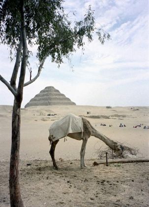 Die berühmte Stufen-Pyramide des Djoser in der Nekropole von Sakkara Die berühmte Stufen-Pyramide des Djoser in der Nekropole von Sakkara