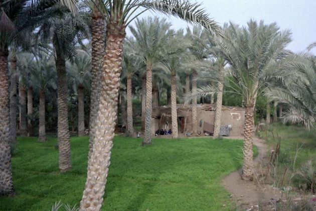 Sakkara - das grüne Fruchtland in der westlichen Nilebene Sakkara - das grüne Fruchtland in der westlichen Nilebene