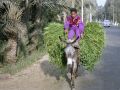 Sakkara Fruchtland - ein Fellachen-Junge bringt die Ernte nach Haus
