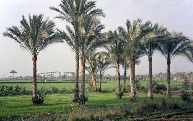 Sakkara - das grüne Fruchtland in der westlichen Nilebene