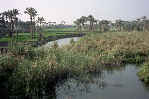 Sakkara - das grüne Fruchtland in der westlichen Nilebene