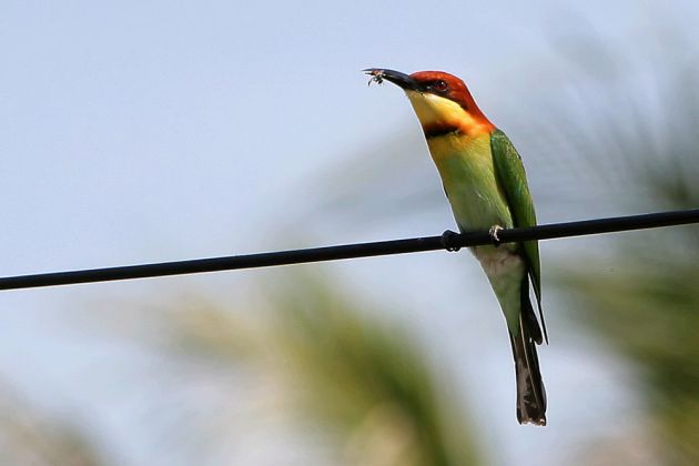 Vögel in Thailand - Vogelbeobachtungen in Südostasien