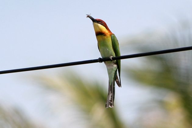 Ein Bienenfresser in Pantai Cenang auf Langkawi, Malaysia Ein Bienenfresser in Pantai Cenang auf Langkawi, Malaysia