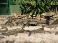 Junge Krokodile im Crocodile Adventureland Langkawi