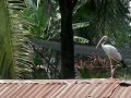 Ein Silberklaffschnabel an den Khlongs bei Bangkok - Anastomus oscitans, Asian Open Bill Stork
