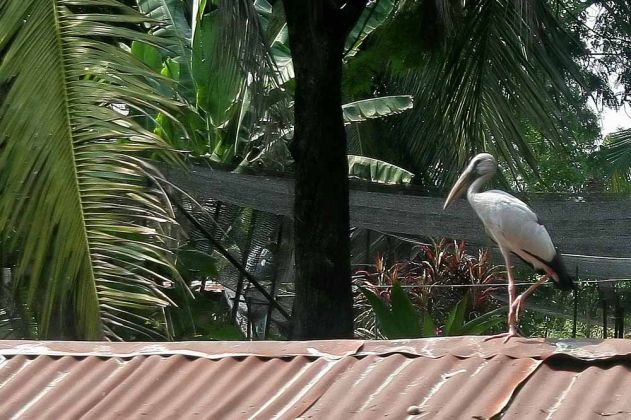 Ein Silberklaffschnabel an den Khlongs bei Bangkok - Anastomus oscitans, Asian Open Bill Stork Ein Silberklaffschnabel an den Khlongs bei Bangkok - Anastomus oscitans, Asian Open Bill Stork
