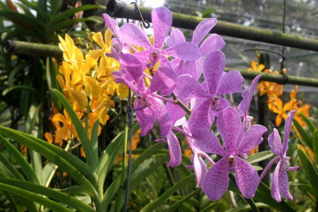 Longboat-Fahrt - ein Besuch von Uncle Chaleaws Orchid Farm Longboat-Fahrt - ein Besuch von Uncle Chaleaws Orchid Farm