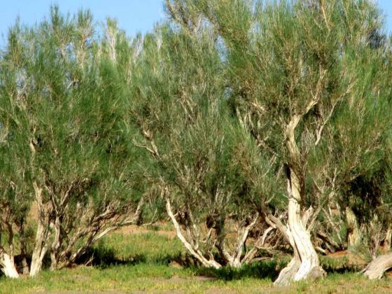 Saxaul-Wald mit über 10 bis 20 m tiefen Wurzeln Saxaul-Wald mit über 10 bis 20 m tiefen Wurzeln