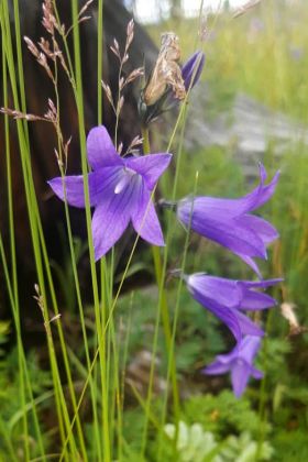 viele seltene Blumenarten viele seltene Blumenarten