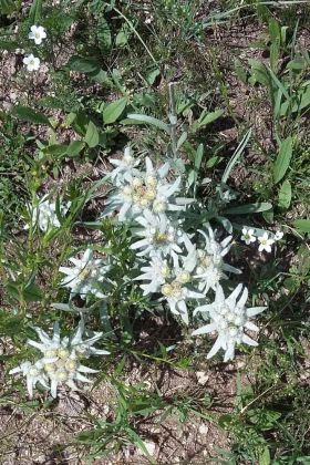 Edelweiß wächst fast überall Edelweiß wächst fast überall