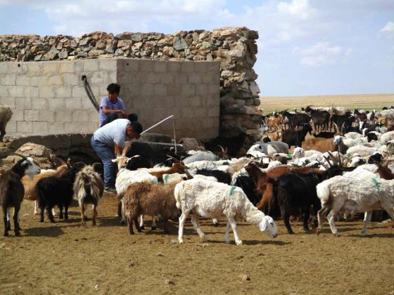 riesige Tierherden riesige Tierherden