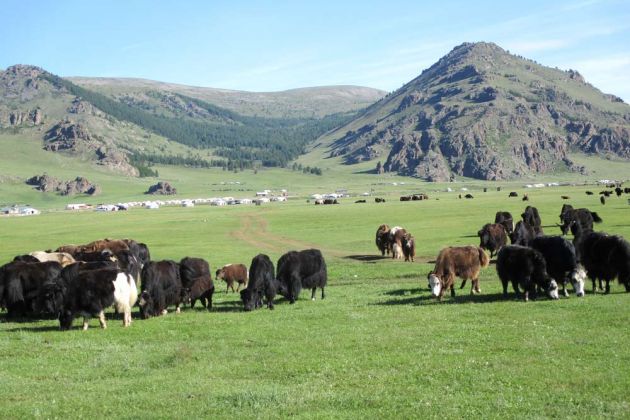 unglaublich friedliche Yaks unglaublich friedliche Yaks