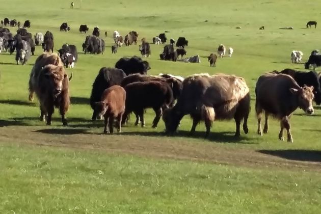 es ist kein Problem, inmitten der Herde herumzulaufen es ist kein Problem, inmitten der Herde herumzulaufen