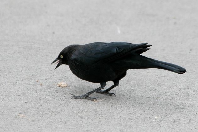 Birdwatching im Yellowstone National Park - ein Roststärling, Rusty Blackbird in Mammoth Hot Springs Birdwatching im Yellowstone National Park - ein Roststärling, Rusty Blackbird in Mammoth Hot Springs