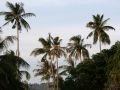 Kokospalmen auf der Insel Ko Lanta - Andaman Sea, Thailand