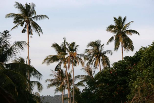 Kokospalmen auf der Insel Ko Lanta - Andaman Sea, Thailand Kokospalmen auf der Insel Ko Lanta - Andaman Sea, Thailand