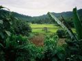Reisfelder mitten auf der Insel Ko Lanta, - the paddy fields
