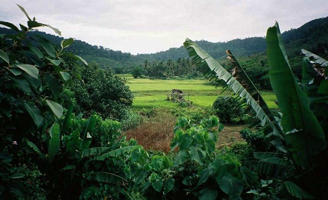 Reisfelder mitten auf der Insel Ko Lanta, - the paddy fields Reisfelder mitten auf der Insel Ko Lanta, - the paddy fields