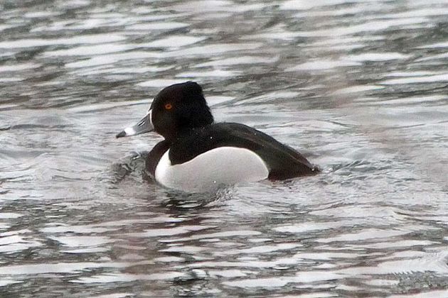 Ringschnabelenten-Erpel - Aythya collaris Ringschnabelenten-Erpel - Aythya collaris