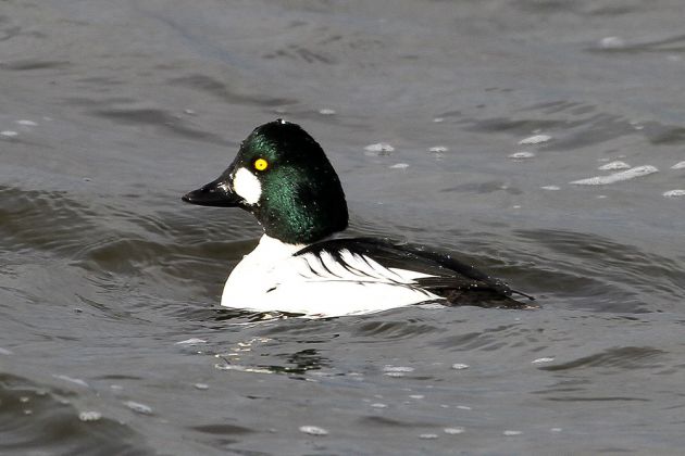 Schellenten-Erpel - Bucephala clangula Schellenten-Erpel - Bucephala clangula