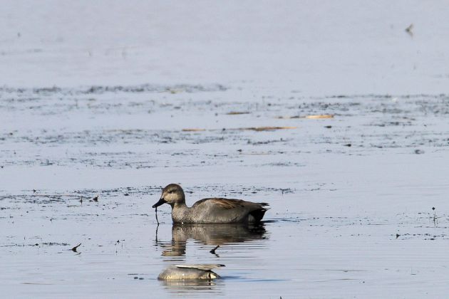 Schnatterente - Anas strepera Schnatterente - Anas strepera