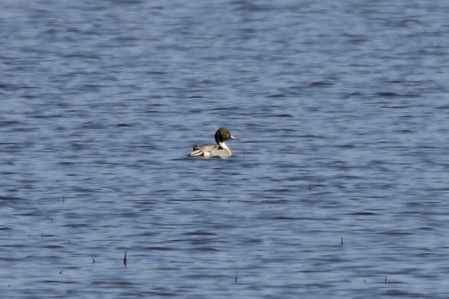 Spiessenten-Erpel - Anas acuta Spiessenten-Erpel - Anas acuta