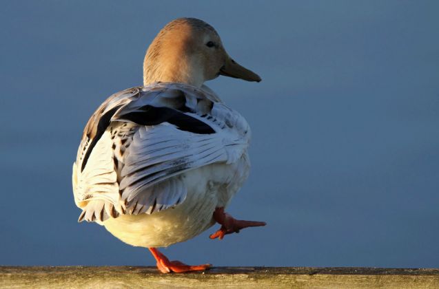 Hybrid-Stockente ...Beispiel Hybrid-Stockente ...Beispiel