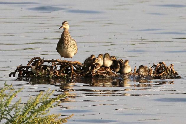 Stockente mit Nachwuchs - Anas platyrhynchos Stockente mit Nachwuchs - Anas platyrhynchos