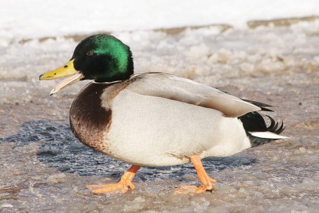 Stockenten-Erpel - Anas platyrhynchos Stockenten-Erpel - Anas platyrhynchos