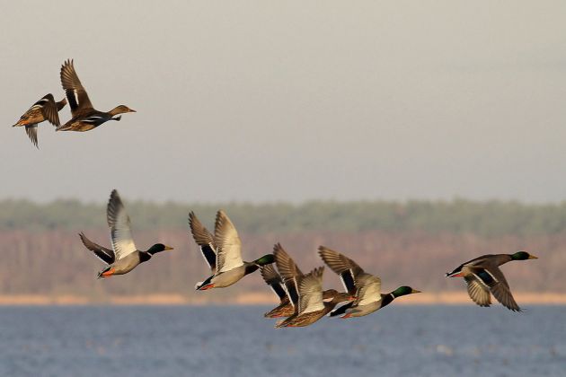 Stockenten im Flug - Anas platyrhynchos Stockenten im Flug - Anas platyrhynchos