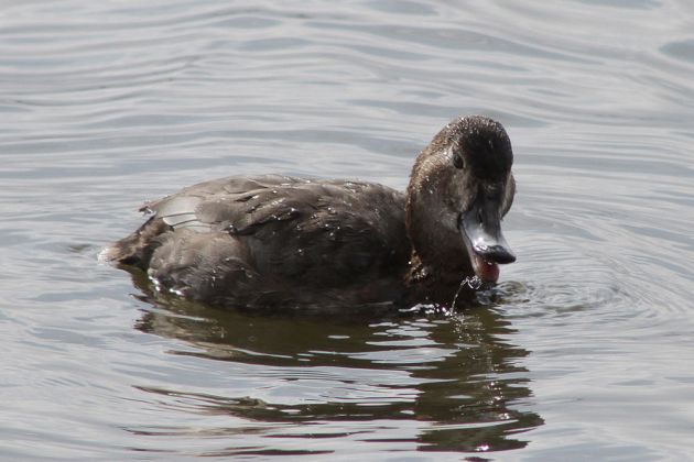 Tafelente - Aythya ferina Tafelente - Aythya ferina