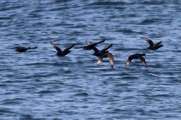 Trauerenten im Flug - Melanitta nigra Trauerenten im Flug - Melanitta nigra