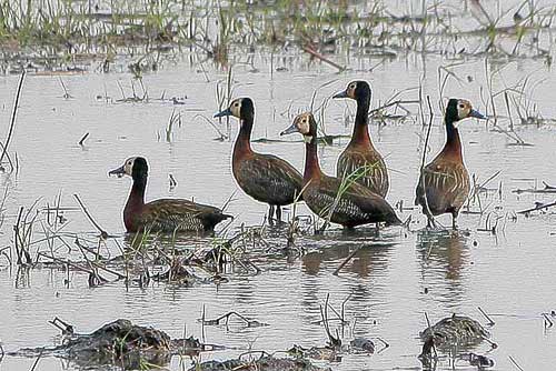 Witwenenten oder Witwenpfeifgänse am Okawango, Namibia - Dendrocygna viduata Witwenenten oder Witwenpfeifgänse am Okawango, Namibia - Dendrocygna viduata